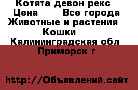 Котята девон рекс › Цена ­ 1 - Все города Животные и растения » Кошки   . Калининградская обл.,Приморск г.